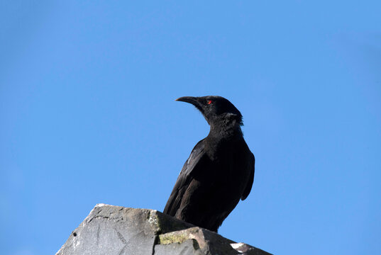 White-winged chough (Corcorax melanorhamphos)