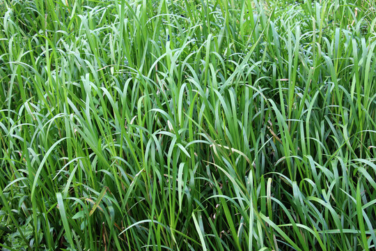 Glyceria maxima grows on the banks of the river and in the water