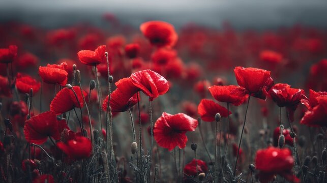 Bright red poppies fill the field as the sun rises behind clouds. The flowers sway gently in the breeze creating a vibrant landscape that captures the beauty of nature. - Powered by Adobe