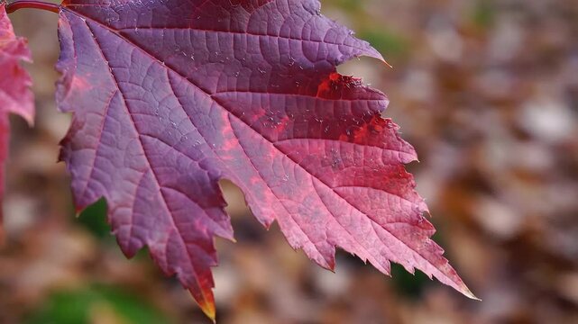 Close up of a vibrant purple and red maple leaf in autumn.