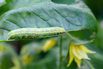 Fototapeta premium Tomato Moth also called Bright-line Brown-eye, Lacanobia oleracea. Caterpillar on a damaged tomato.