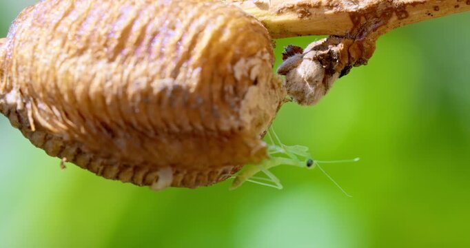 Close-up of Praying Mantis Emerging from Egg Case on Branch