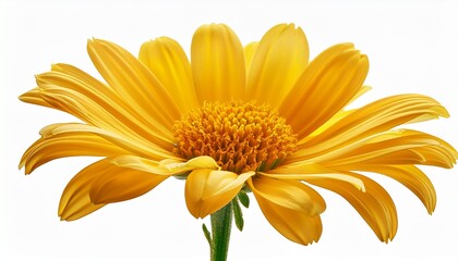 Fototapeta premium Bright Yellow Aster Flower Isolated On Transparent Background