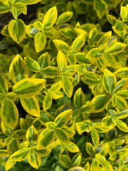 Obraz premium yellow flowers background