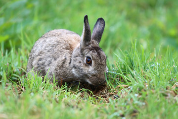 Fototapeta premium european brown long eared rabbit in grass