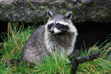Obraz premium Raccoon sitting among grass and shrubbery