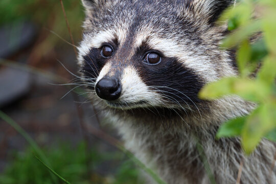 headshot portrait of a Raccoon 