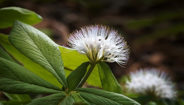 Blossom Of Sheep S Bit Jasione Montana Between Other Leafs
