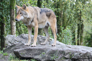 Fototapeta premium brown wolf standing on a rock in a forest setting