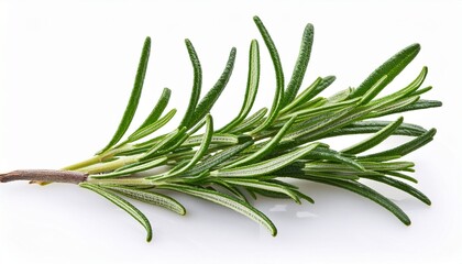 Fototapeta premium twig of rosemary isolated on white background