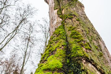 A tree with moss growing on it. The moss is green and is covering the trunk of the tree © Роман Булатов