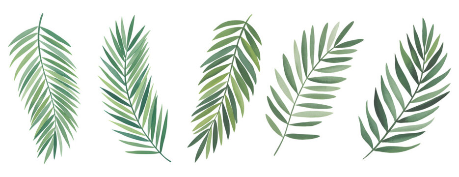
Tropical palm leaves in soft botanical watercolor. Soft green palm leaves painted in natural botanical watercolor.