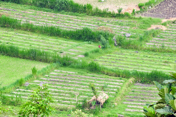 panoramic view to the green rice terraces of Bali Island, Selemadeg Timur, Tabanan, Indonesia