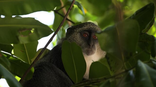 Blue Monkey (Cercopithecus mitis) Eating In Lush Green Jungle Canopy