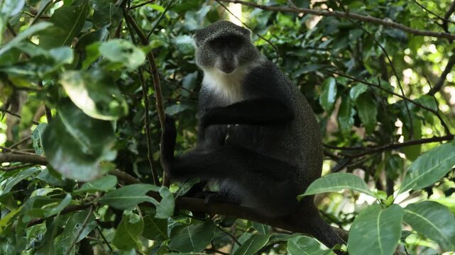 Blue Monkey (Cercopithecus mitis) on a tree branch