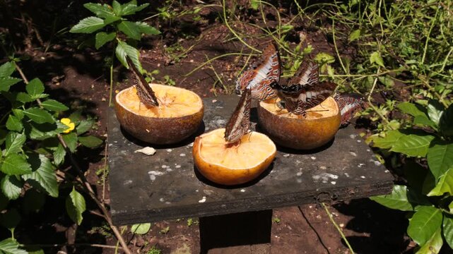 Butterflies feeding on orange slices in a garden