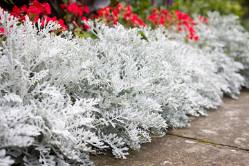 Silver ragwort (Jacobaea maritima) plant in UK garden