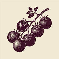 Bunch of cherry tomatoes on vine with leaves, hand-drawn engraving style, beige background. Concept of organic food and vintage farming