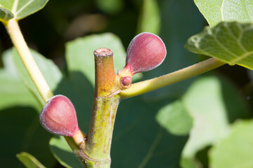Close-up of embryonic figs on a tree in English garden, UK
