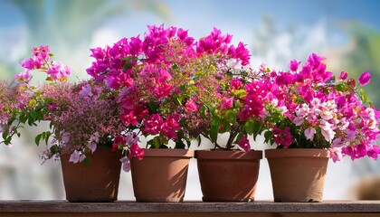 Hybrid Bougainvillea Blossom And Planting In Flower Pot