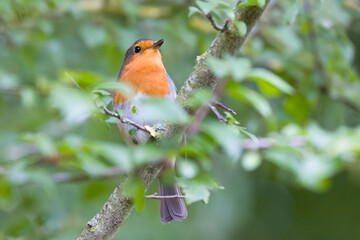 European robin perched on a tree branch in UK garden
