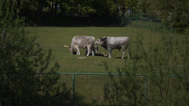 Zoo