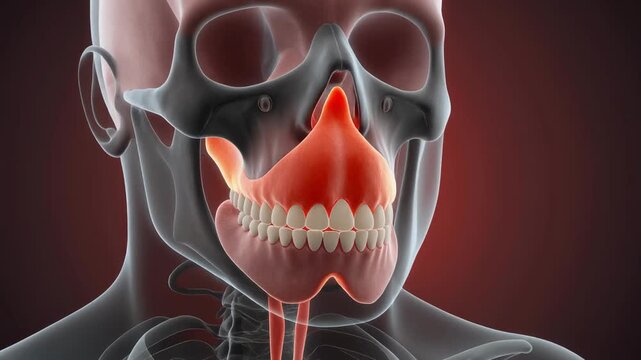 Medical Animation of the Human Maxillary Sinus