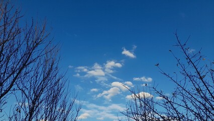Low angle view of bare tree branches against blue sky with white clouds