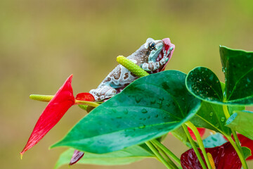 Cute exotic frog on a red flower. Typical rainforest animal. Mission golden-eyed tree frog or Amazon milk frog (Trachycephalus resinifictrix). Living in tropical forest in Amazonia, South America.
