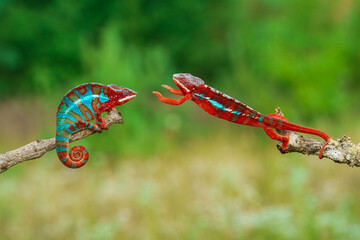 Furcifer pardalis (Panther chameleon) in the attack, fighting.  © Miroslav Srb
