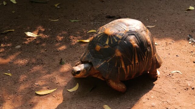 Radiated Tortoise (Astrochelys radiata) walking slowly on sunlit ground
