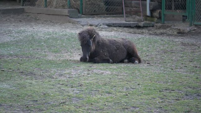 Zoo