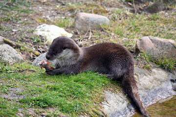 Tierpark Ueckerm&uuml;nde, Fischotter beim Fressen