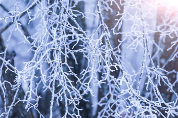 Winter tree branch in snow and hoar frost. Winter cold blue trees branches covered snow blue abstract background texture