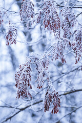Winter tree branch in snow and hoar frost. Winter cold blue trees branches with dry leaves covered snow, blue abstract background texture