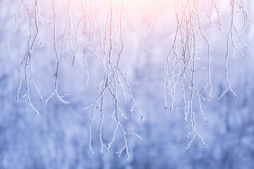 Winter tree branch in snow and frost in sunlight, blue winter background texture close up