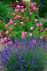 lawenda na tle r&oacute;żowych r&oacute;ż, lawenda wąskolistna - lavender, (lavandula angustifolia, Rosa), r&oacute;żowe r&oacute;że i fioletowa lawenda, pink garden roses, flowerbed, ogr&oacute;d kwiatowy