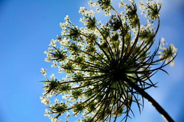 kwitnący blekot pospolity (Aethusa cynapium), kwiatostan blekotu na niebieskim tle, pod światło, fool's parsley, fool's cicely, poison parsley, wildflower under sunlight