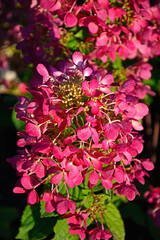 Hortensja bukietowa "Diamond Rouge", Hydrangea paniculata, Shrub of hydrangea paniculata, Hydrangea paniculata Rouge Diamand, hydrangea flower color changing from white to red during the season
