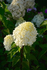 kwitnąca hortensja bukietowa, białe kwiaty, hydrangea paniculata or panicled hydrangea, krzew ozodbny, White flowers of hydrangea paniculata in garden, hortensja "Polar Beer" © kateej