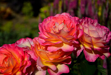 różowe róże w ogrodzie na rozmytym tle, rosa, Beautiful pink and yellow rose in a garden © kateej