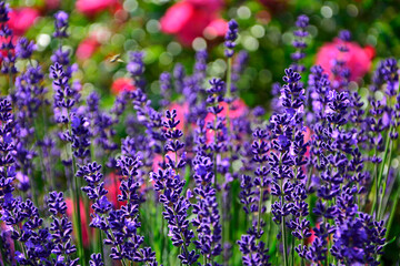 lawenda na tle różowych róż, lawenda wąskolistna - lavender, (lavandula angustifolia, Rosa), różowe róże i fioletowa lawenda, pink garden roses, flowerbed, ogród kwiatowy © kateej
