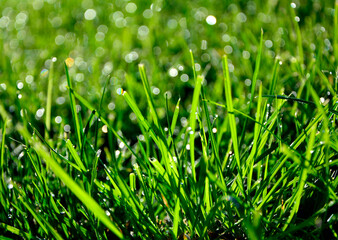 zielona trawa z poranną rosą w słońcu, green grass with morning dew in the sun © kateej