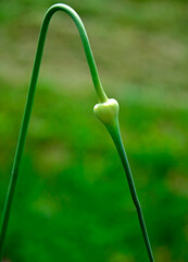 wygięty pęd czosnku, kwiat czosnku w pąku, bent garlic shoot, garlic flower in bud, bud on a garlic stalk, garlic shoot with bud