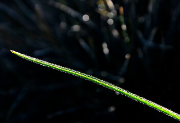 żdźbło trawy pokryte kroplami rosy na czarnym tle, a blade of grass covered with dew drops on a black background  © kateej