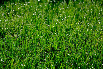 zielona trawa z poranną rosą w słońcu, green grass with morning dew in the sun © kateej