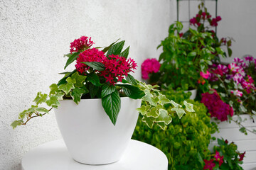 kwitnący piątak lancetowaty w białej donicy z bluszczem, pentas lanceolata flower in ceramic pot © kateej