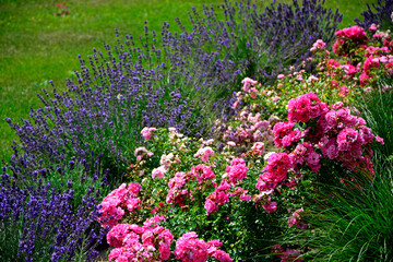 r&oacute;ża i lawenda, lawenda wąskolistna - lavender, (lavandula angustifolia, Rosa), r&oacute;żowe r&oacute;że i fioletowa lawenda, pink garden roses, flowerbed, ogr&oacute;d kwiatowy