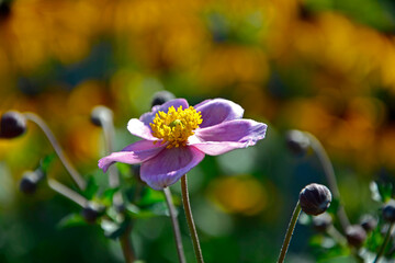 Zawilec japoński (Anemone scabiosa ), r&oacute;zowy zawilec na ż&oacute;łtym tle, Japanese anemone, pink anemone on a yellow background