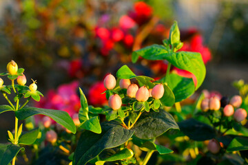 dziurawiec bezwonny magical beauty (Hypericum &times; inodorum), r&oacute;zowe owoce dziurawca ozdobnego, pink hypericum x inodorum berries